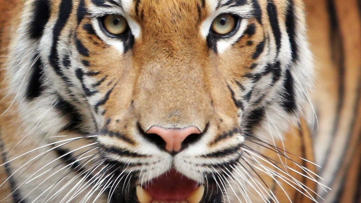 150 ловджии преследват кръвожадна тигрица в ИндияВластите югозападната индийска провинция