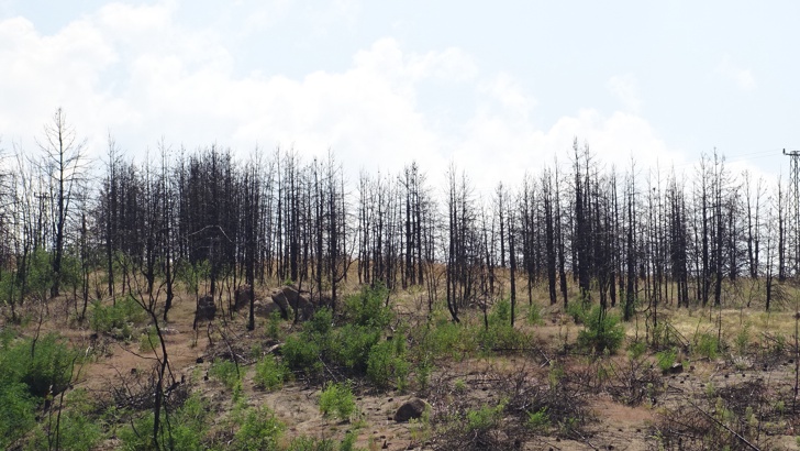 Една година след избухването за пожара край Стара Кресна личат щетите от еко-катастрофата