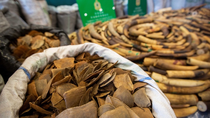 8 300 кг люспи от панголин и 2 100 кг бивни от слонова кост заловени в последната антиконтрабандана акция в Хонконг