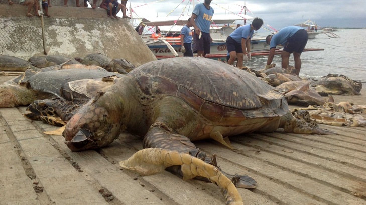 300 мъртви костенурки от застрашен вид са открити в Мексико