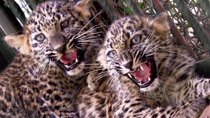 Нов вид леопарди откриха в ПримориетоЧетири нови далекоизточни леопарда засне
