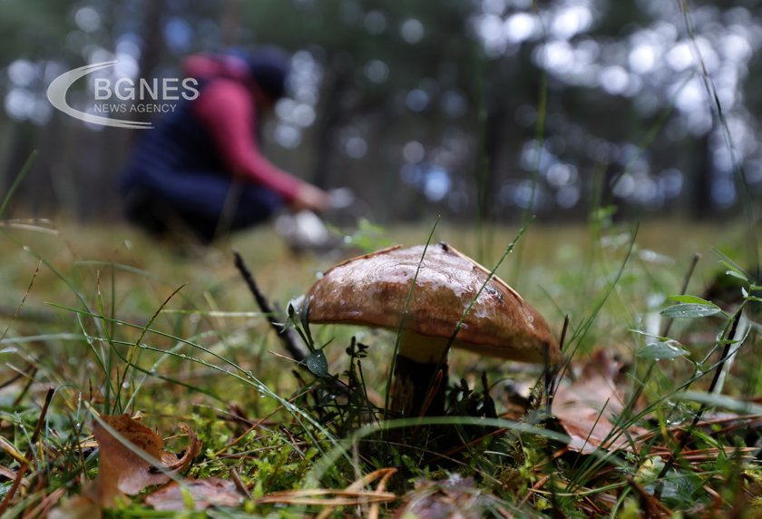 Magic mushrooms can help treat depression