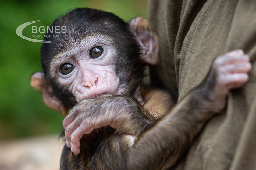 Chinese scientists cloned a macaque