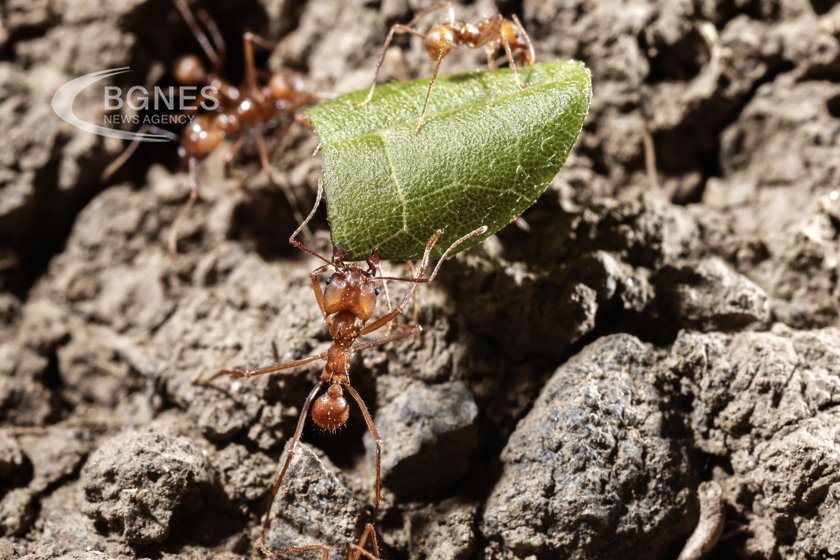 Deadly fire ants cross floods with rafts