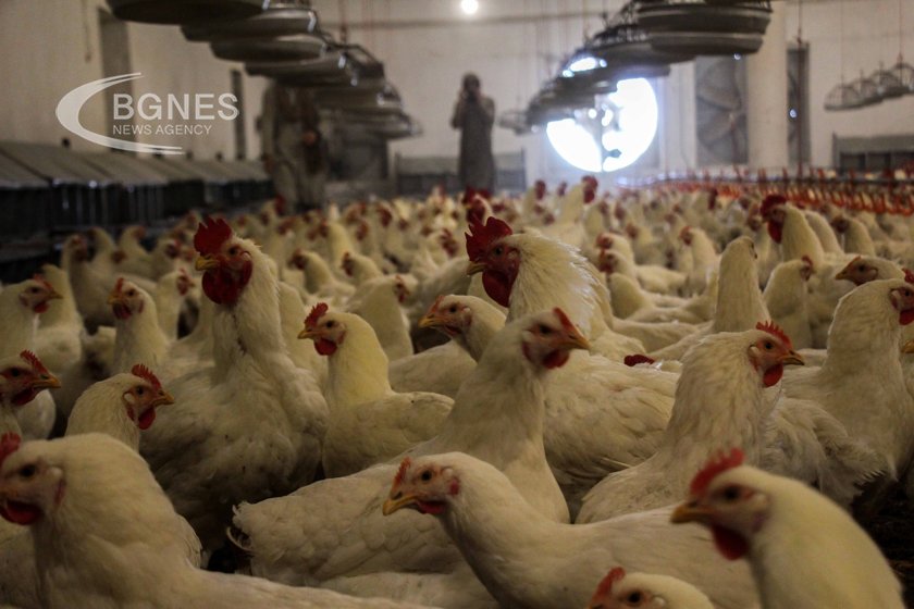 Czech Republic kills 140 000 birds due to bird flu outbreak