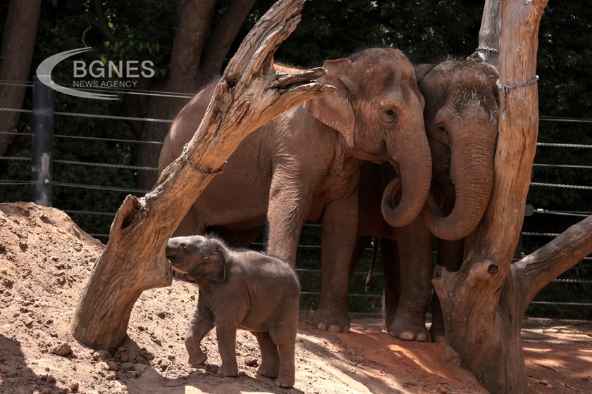 Asian elephants bury and mourn their dead young