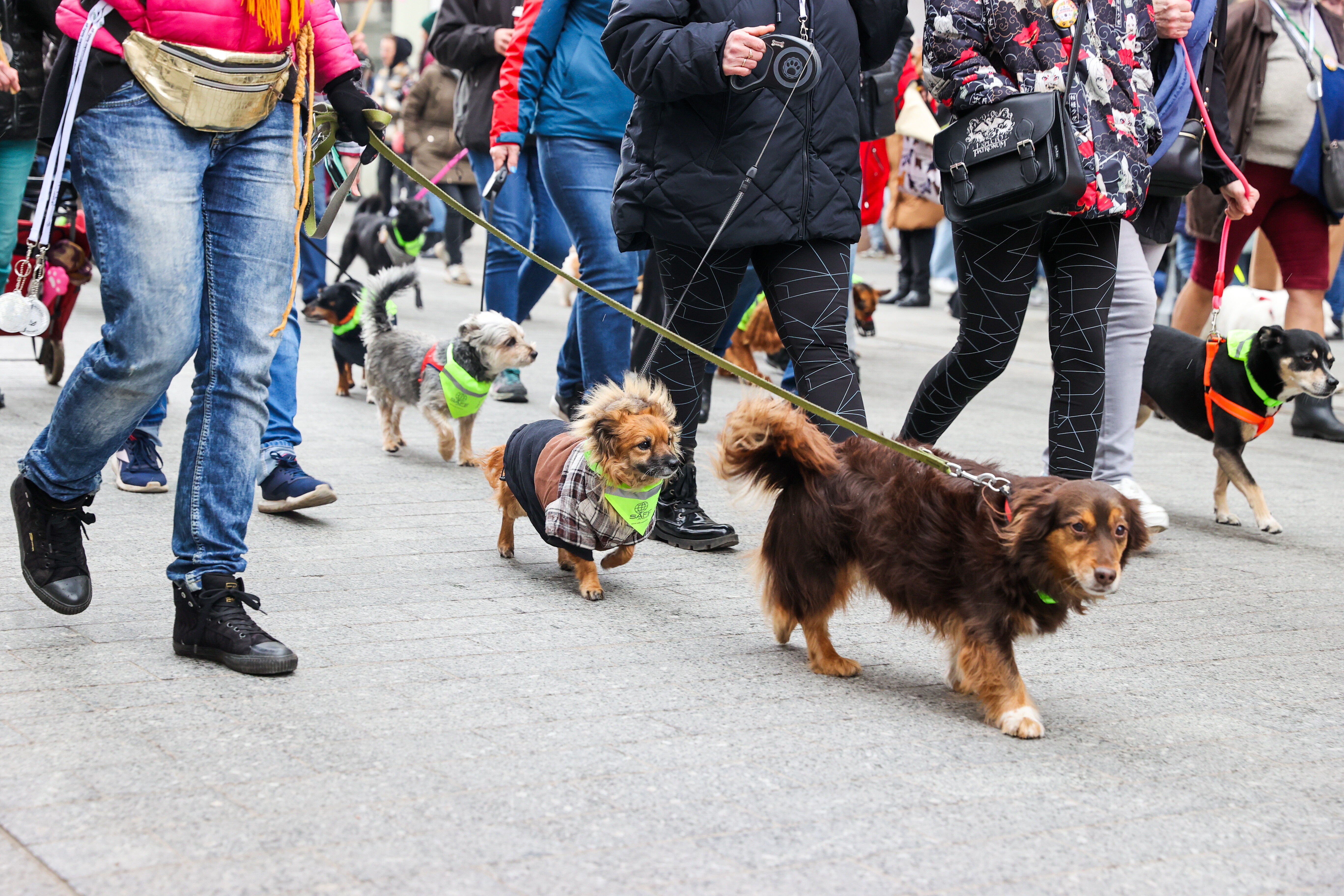 Dogs understand us, new study shows