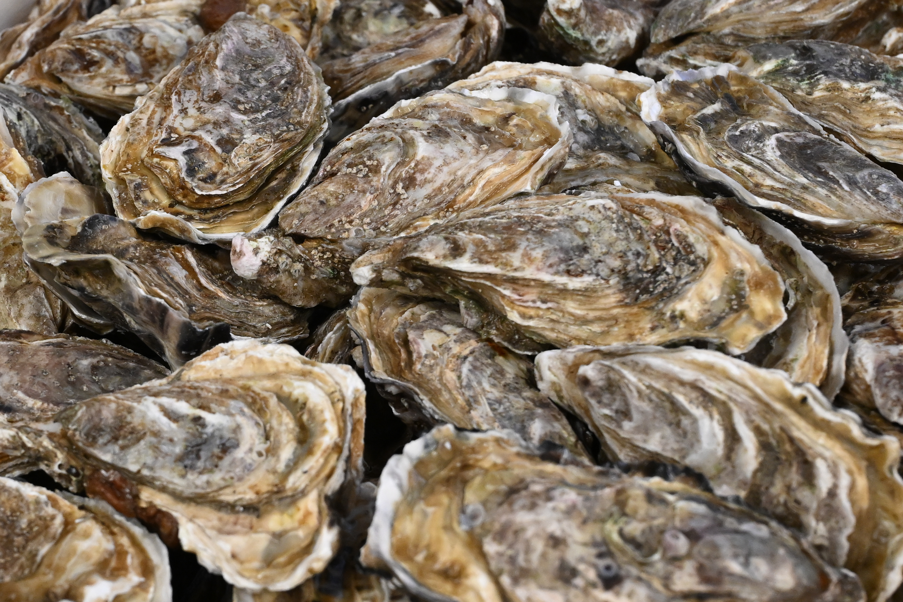 The 5 most expensive oysters in the world