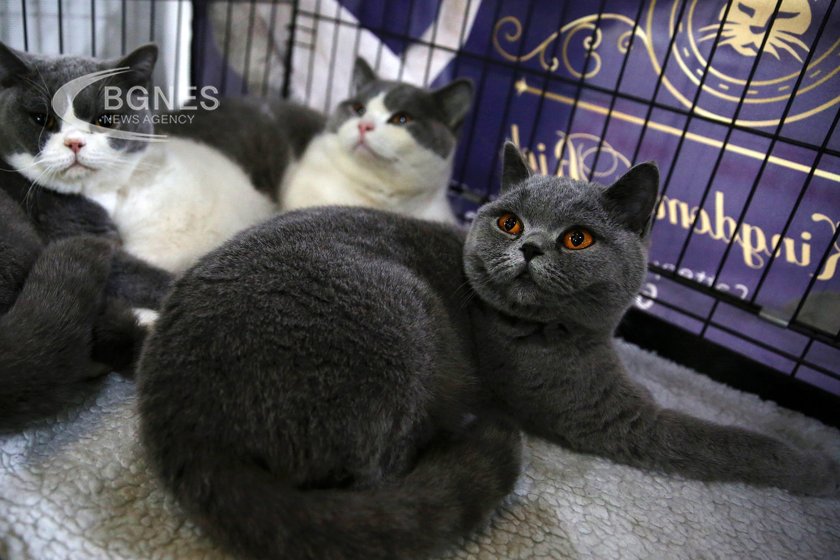 French couple sentenced for the neglect of 160 cats