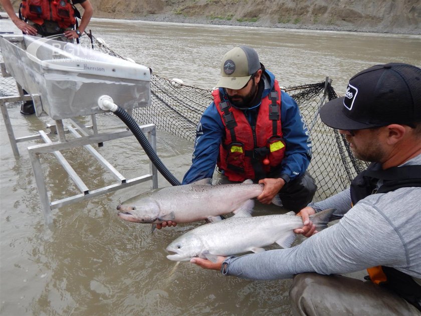 Thousands of salmon escape from crashed truck into nearby river