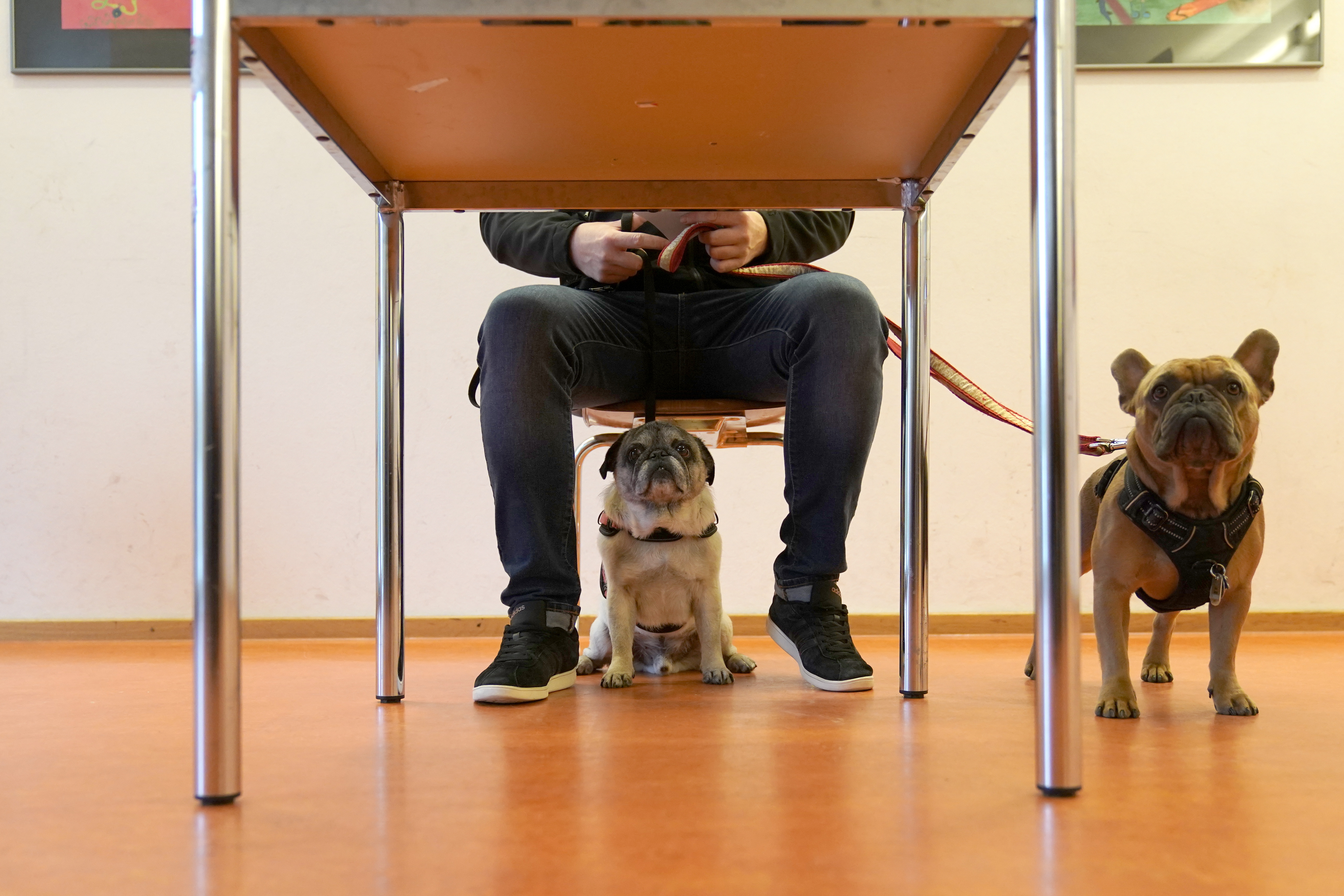 The European Commission is testing the "bring your dog to the office" scheme