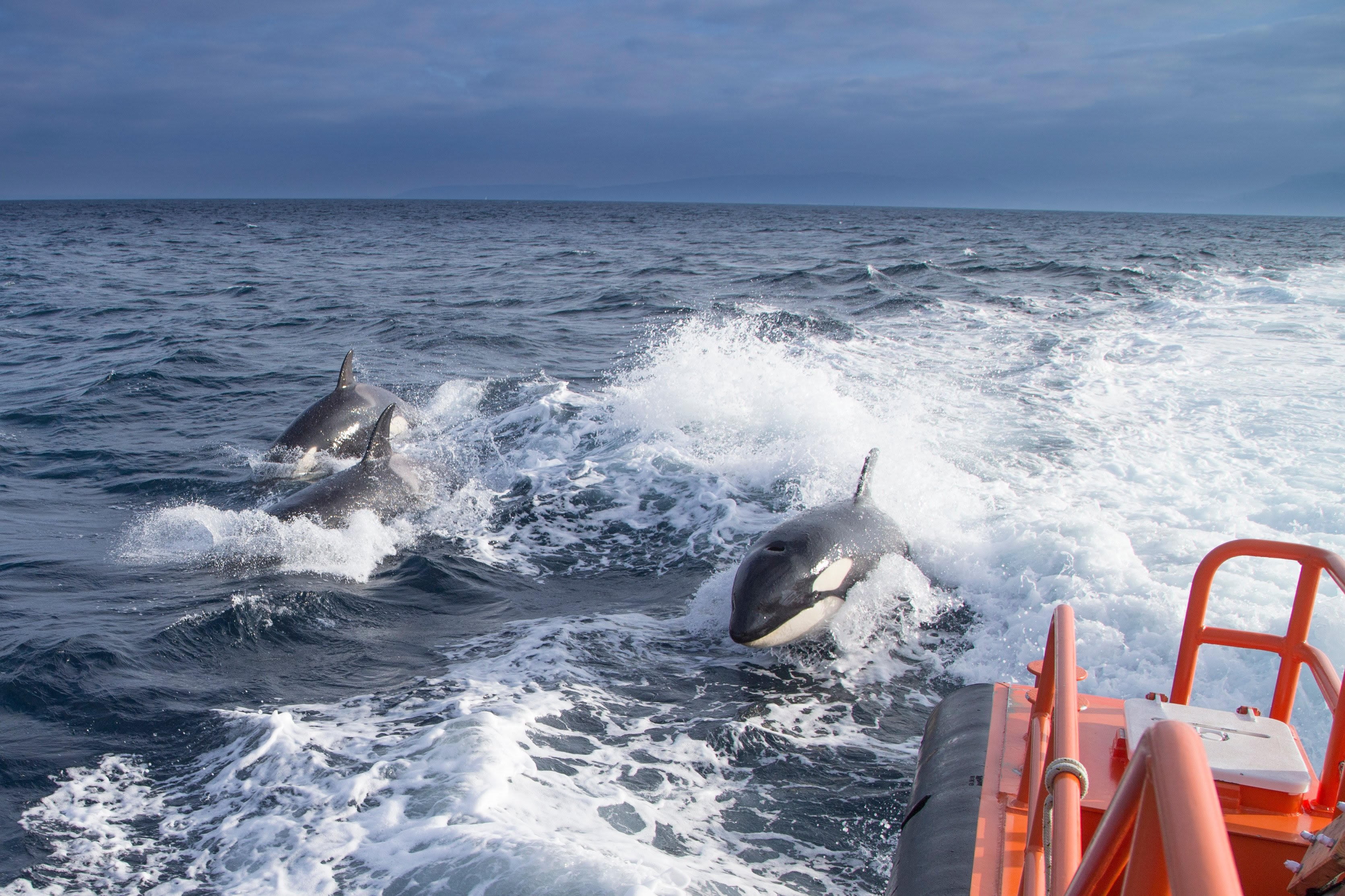 Killer whales off Gibraltar have baffled scientists