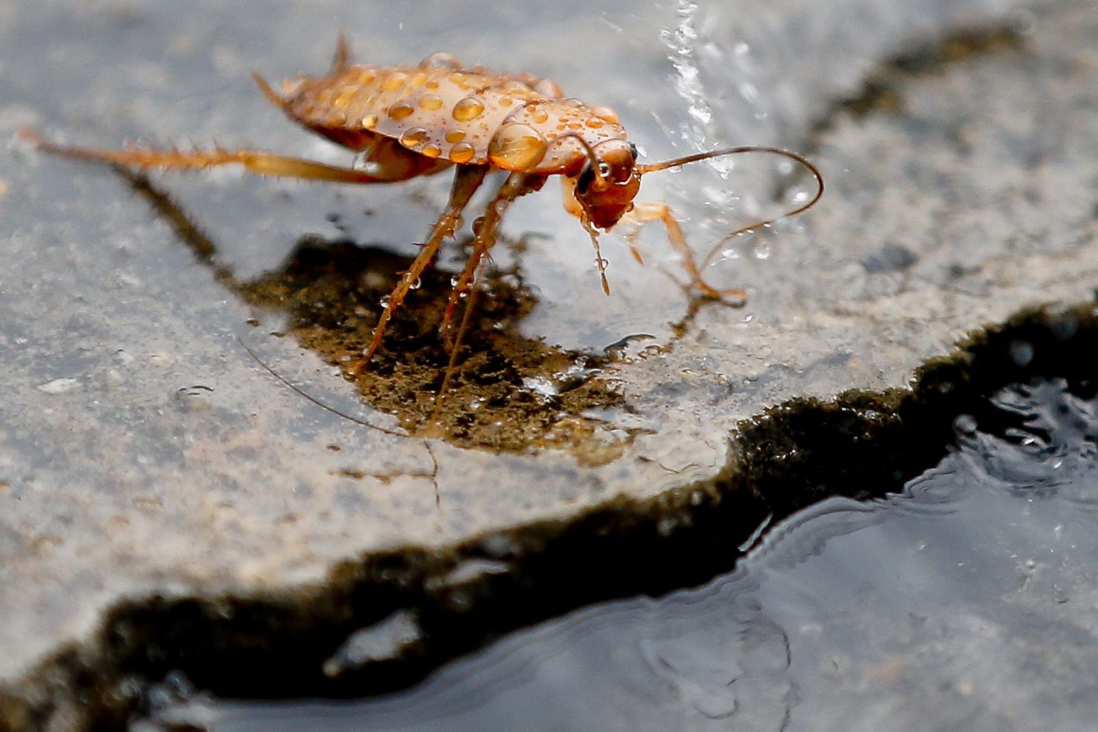 Flying cockroaches have taken over Greece