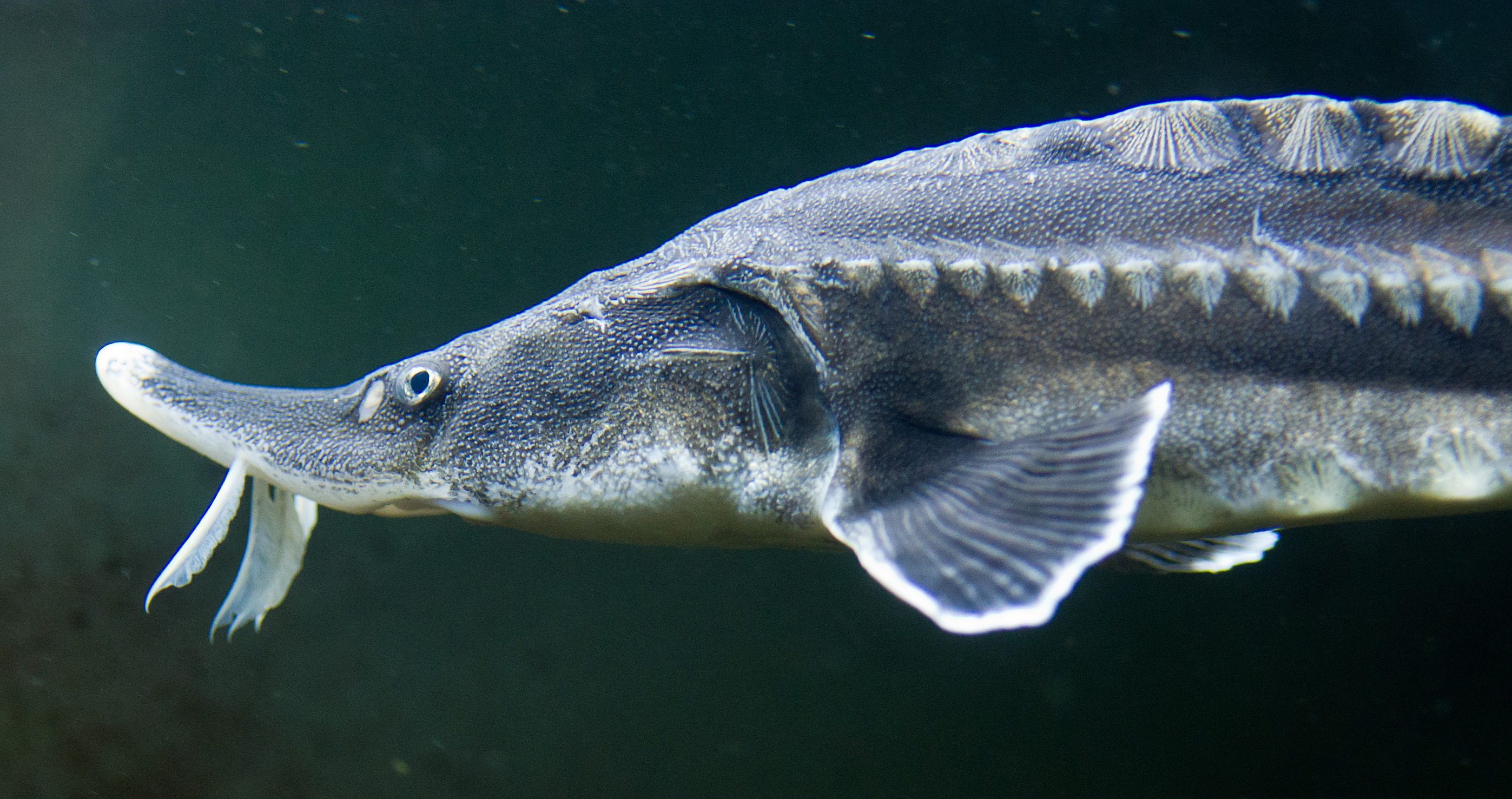 Sturgeons return to Swedish waters after a hundred-year absence