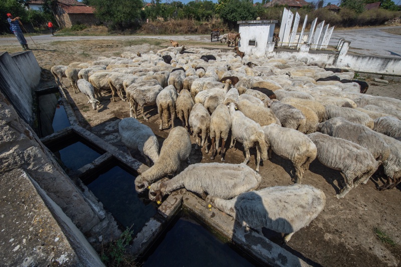 Greece bans transport of sheep over new plague cases