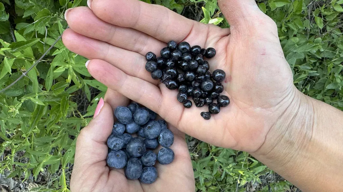 Why do wild and cultivated blueberries have nothing in common?