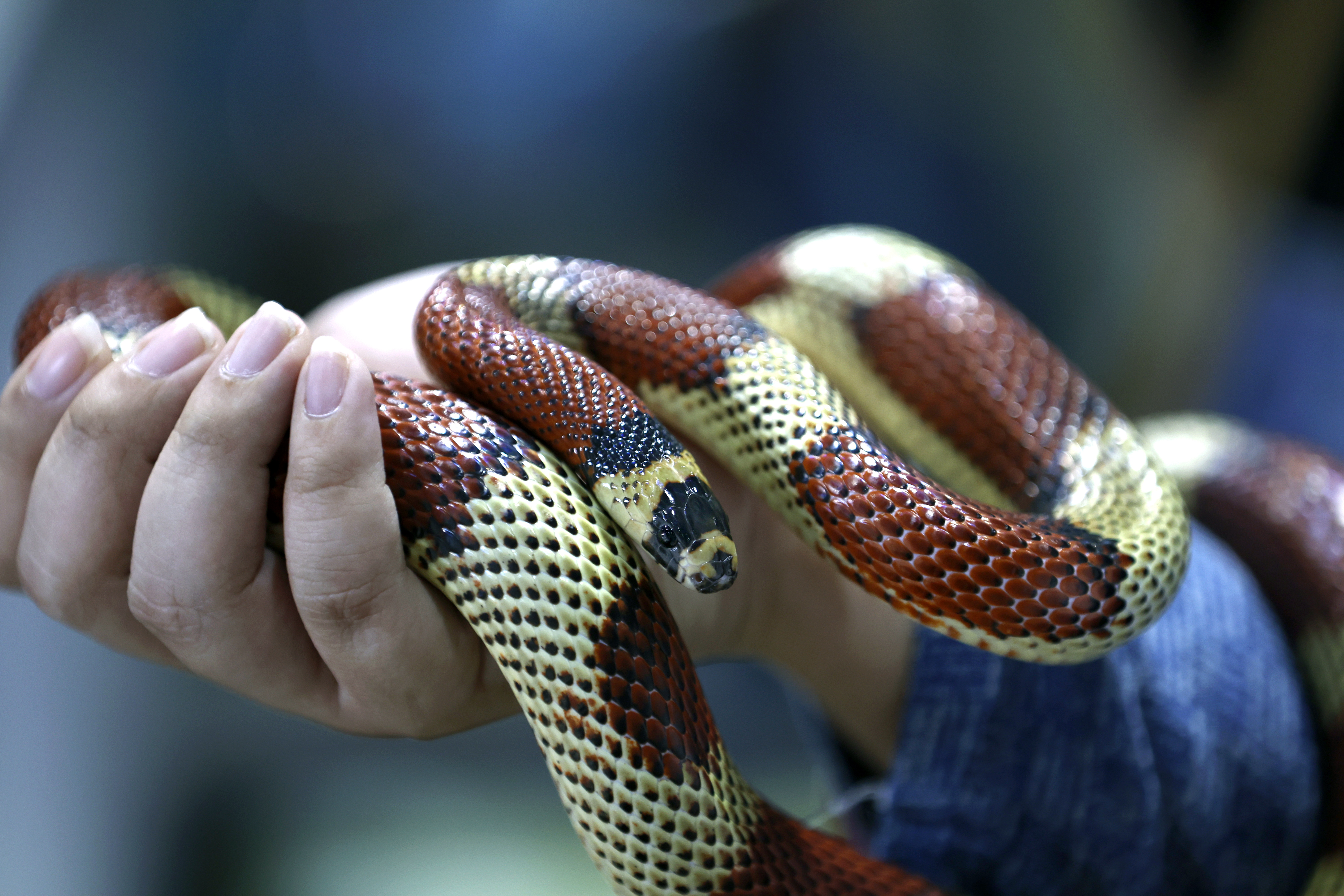 A new species of giant snake has been discovered in the Amazon