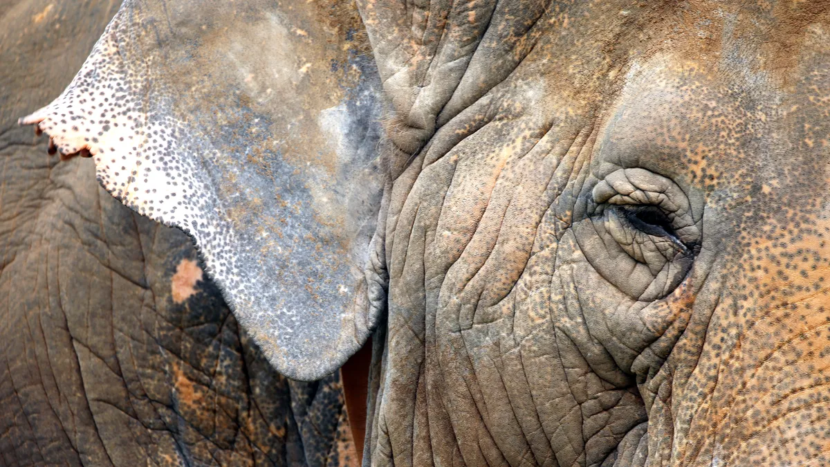 World Elephant Day: 12 amazing facts about the world's largest land animals