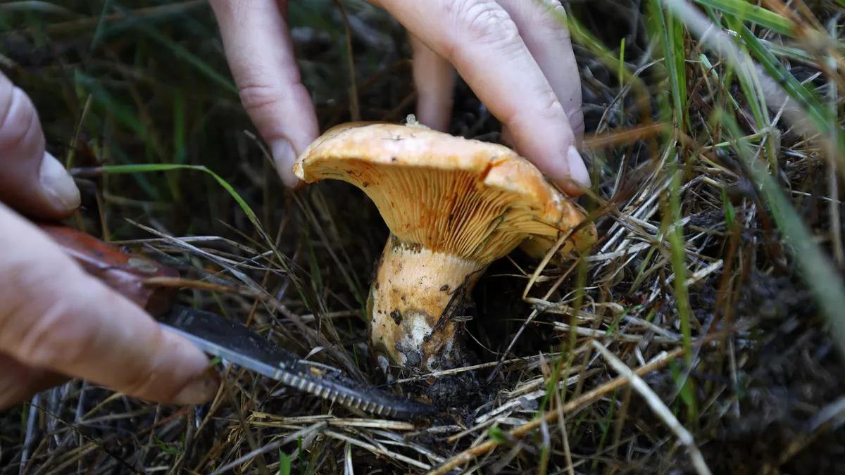 Mushrooms work wonders in the fight against hair growth