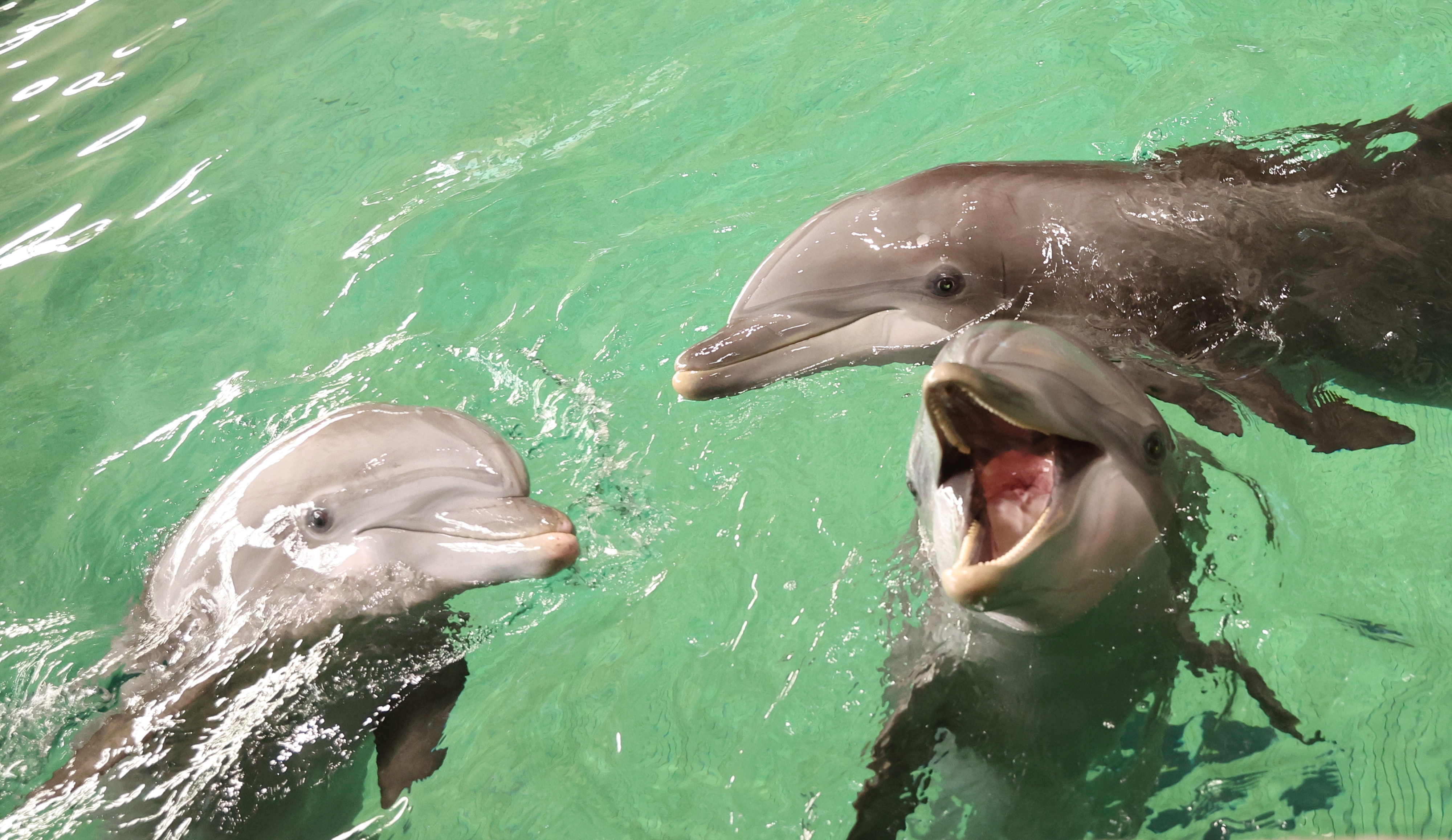 Dolphin bites cause alarm on Japanese beaches