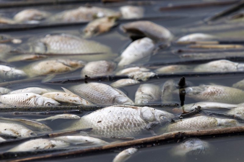 The city of Volos is in a state of emergency due to a flood of dead fish