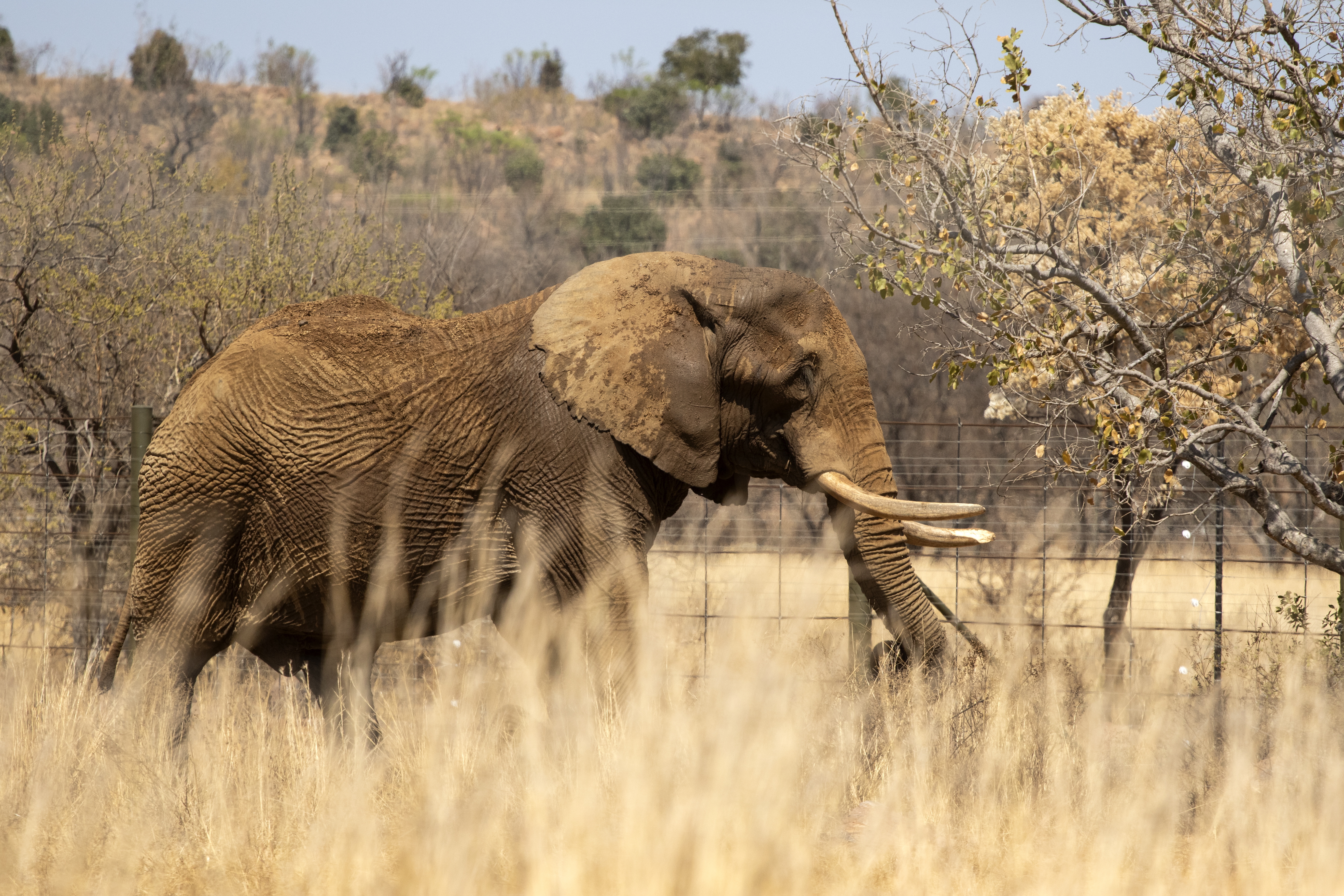 Zimbabwe culls 200 elephants due to overpopulation and lack of food