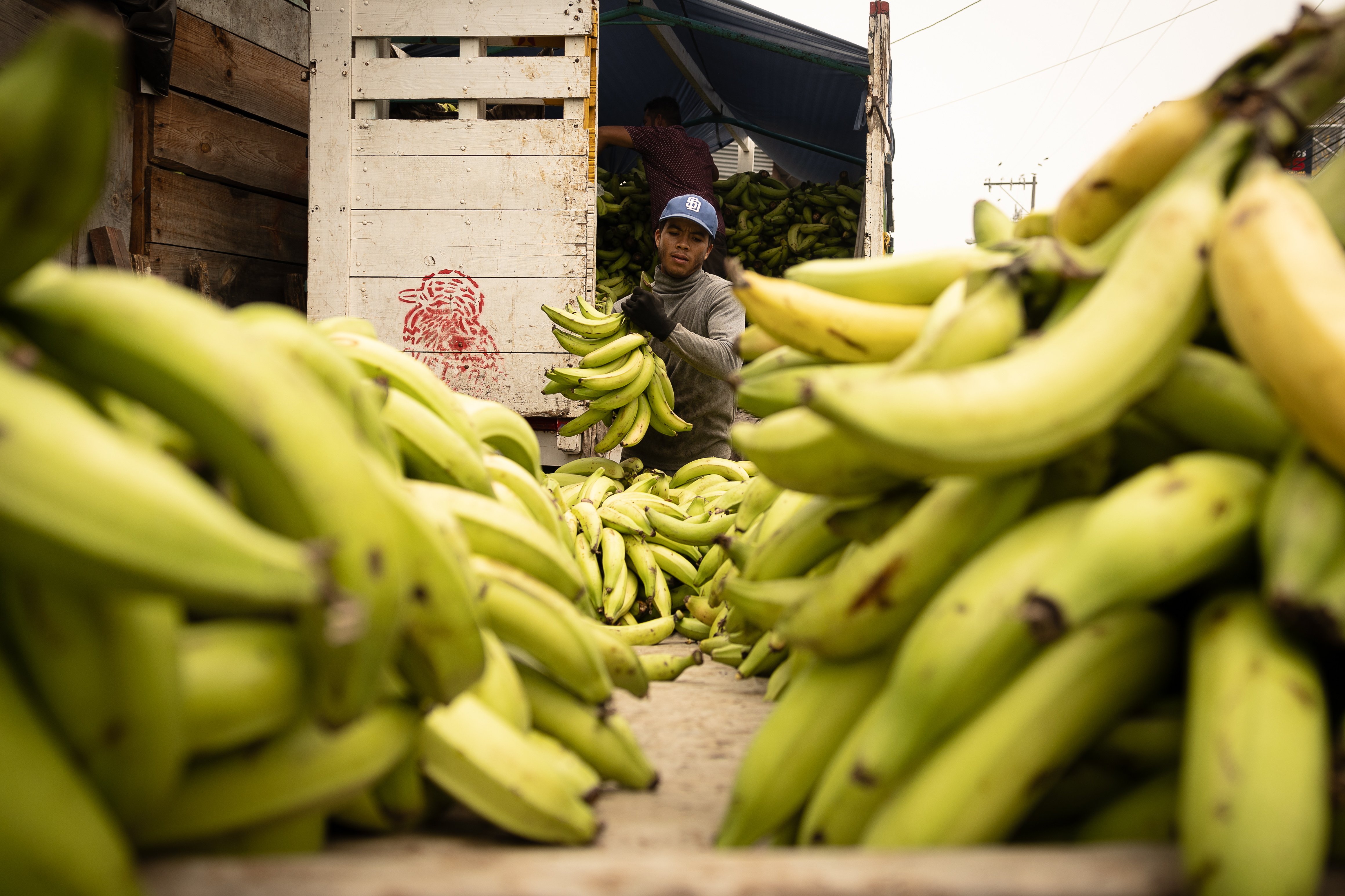 Over 40kg of cocaine was found in pallets of bananas for French supermarkets