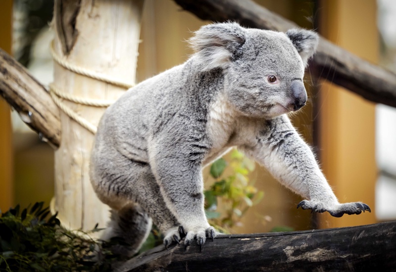 A koala walking through a supermarket in Australia