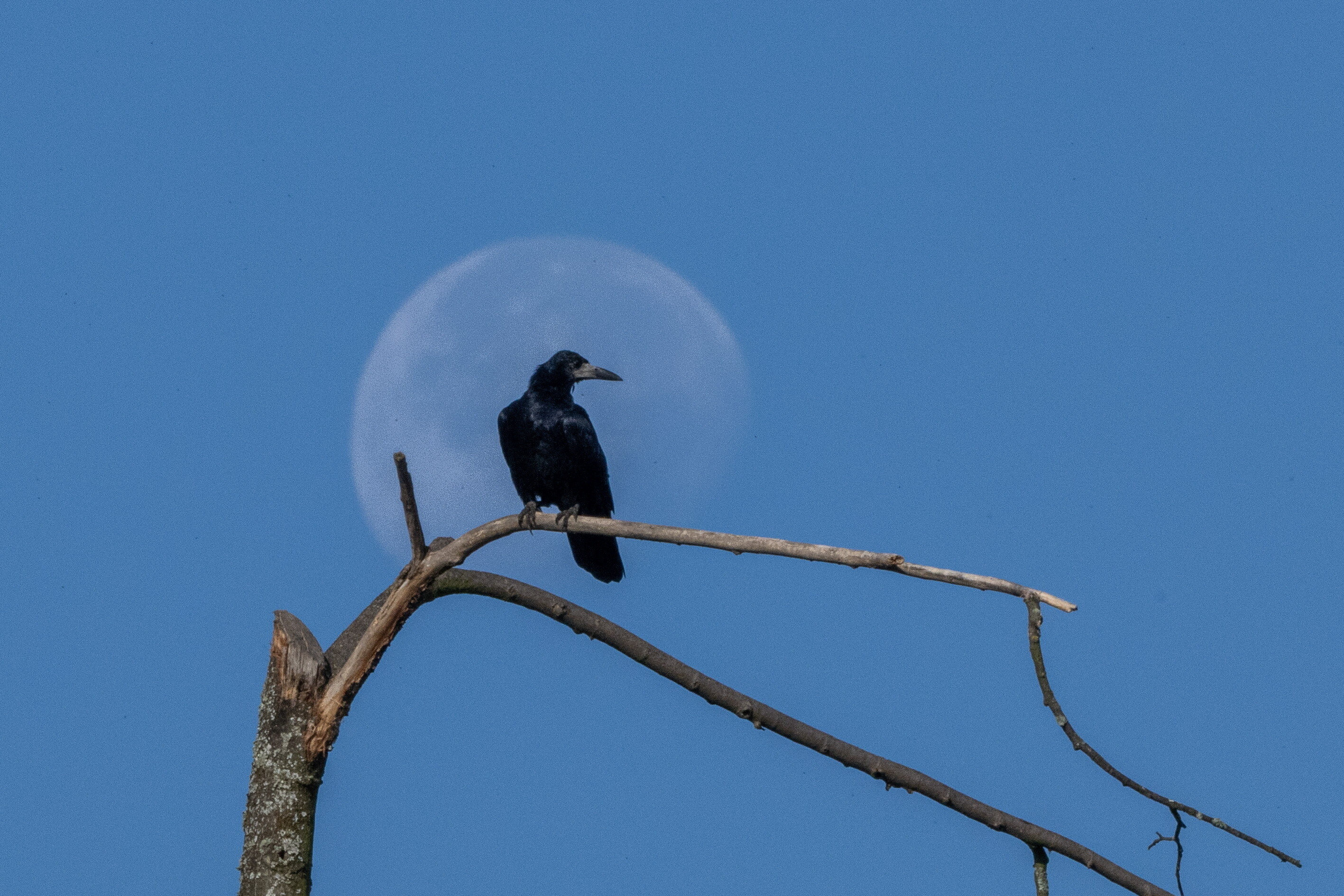 Earth will welcome a new mini-moon later this month