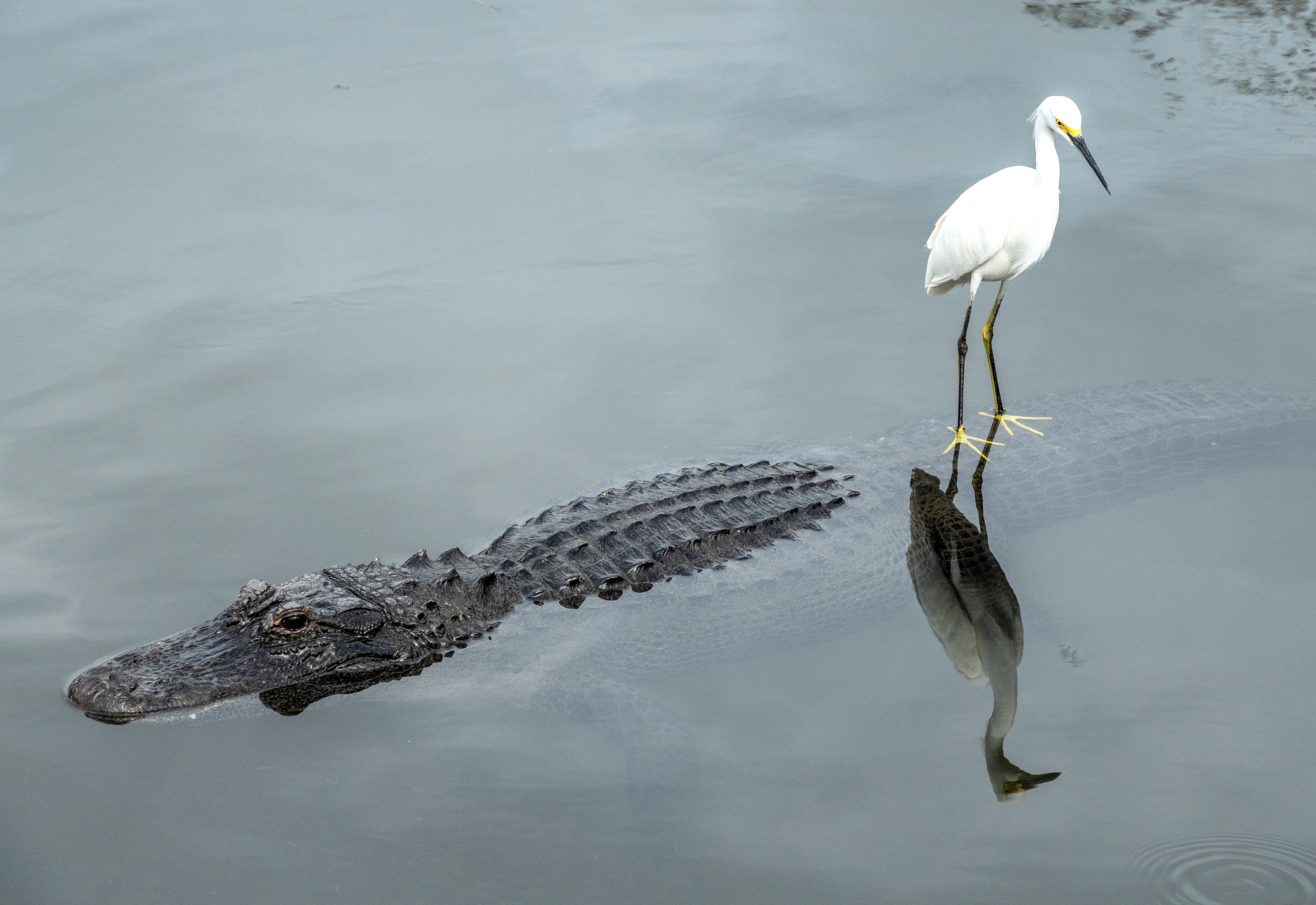 Alligators swam on Florida streets