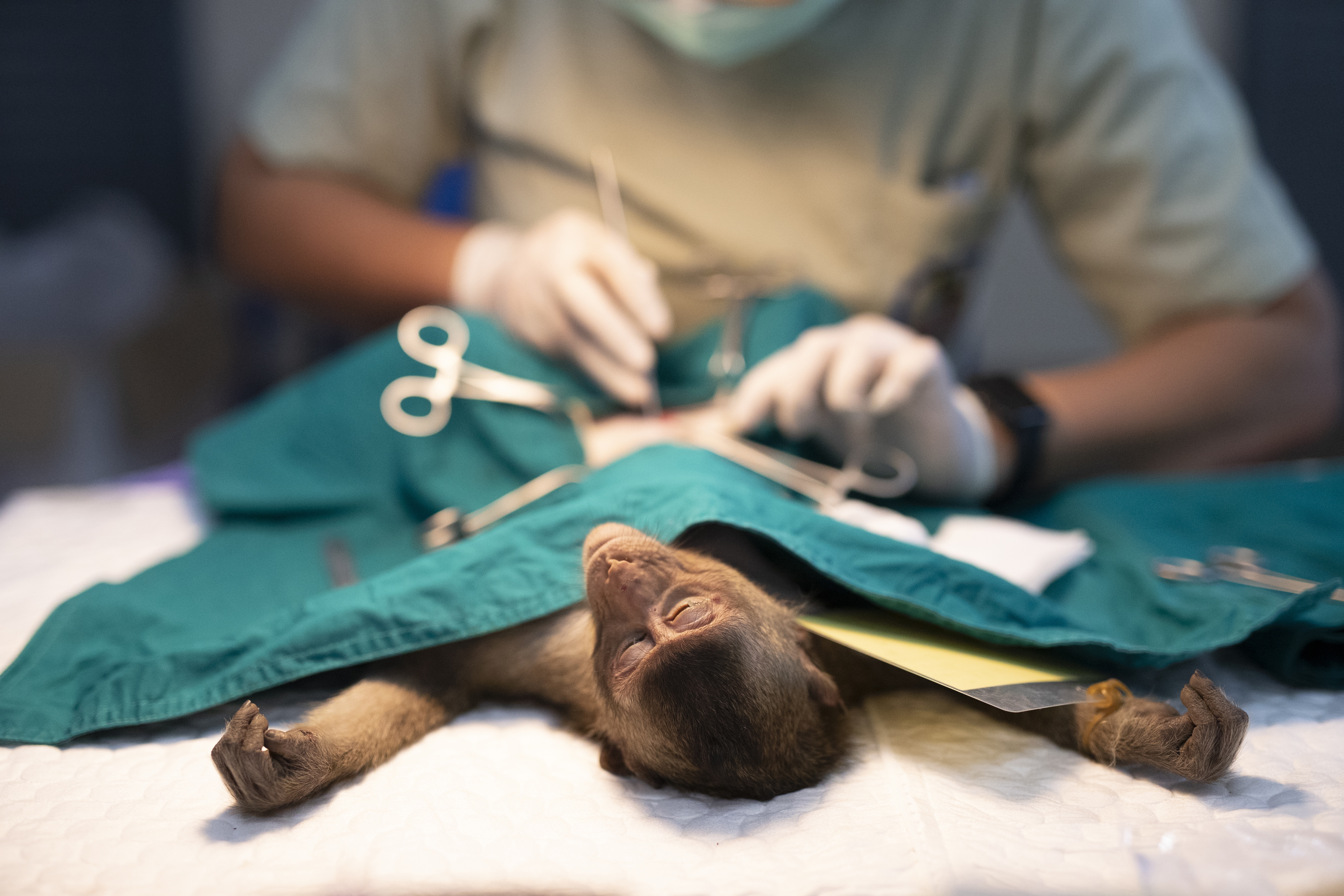 Part of a zoo in Hong Kong has closed after the death of 8 monkeys