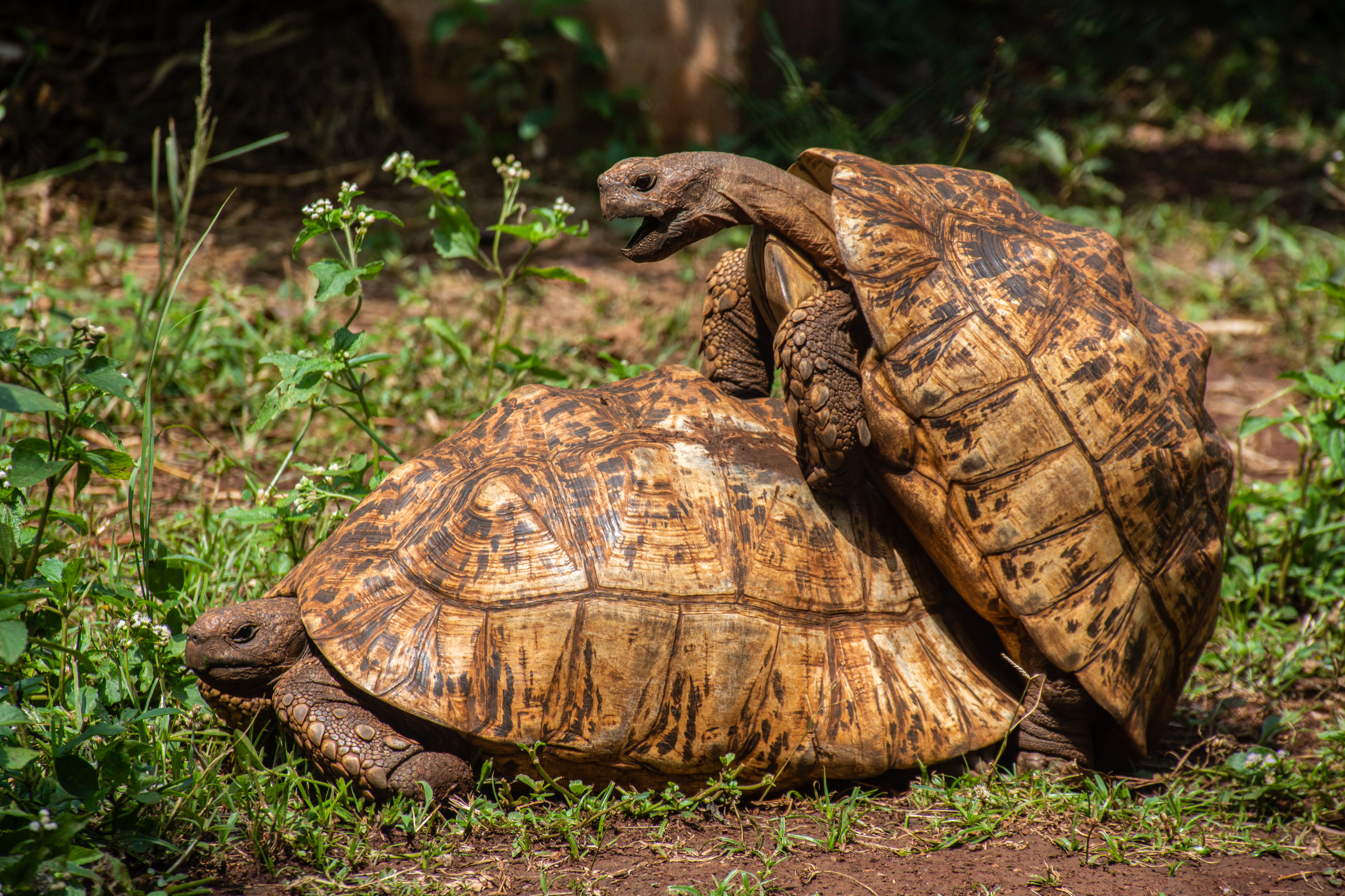 Zoo creates an 'Olympic Games' for turtles in Australia