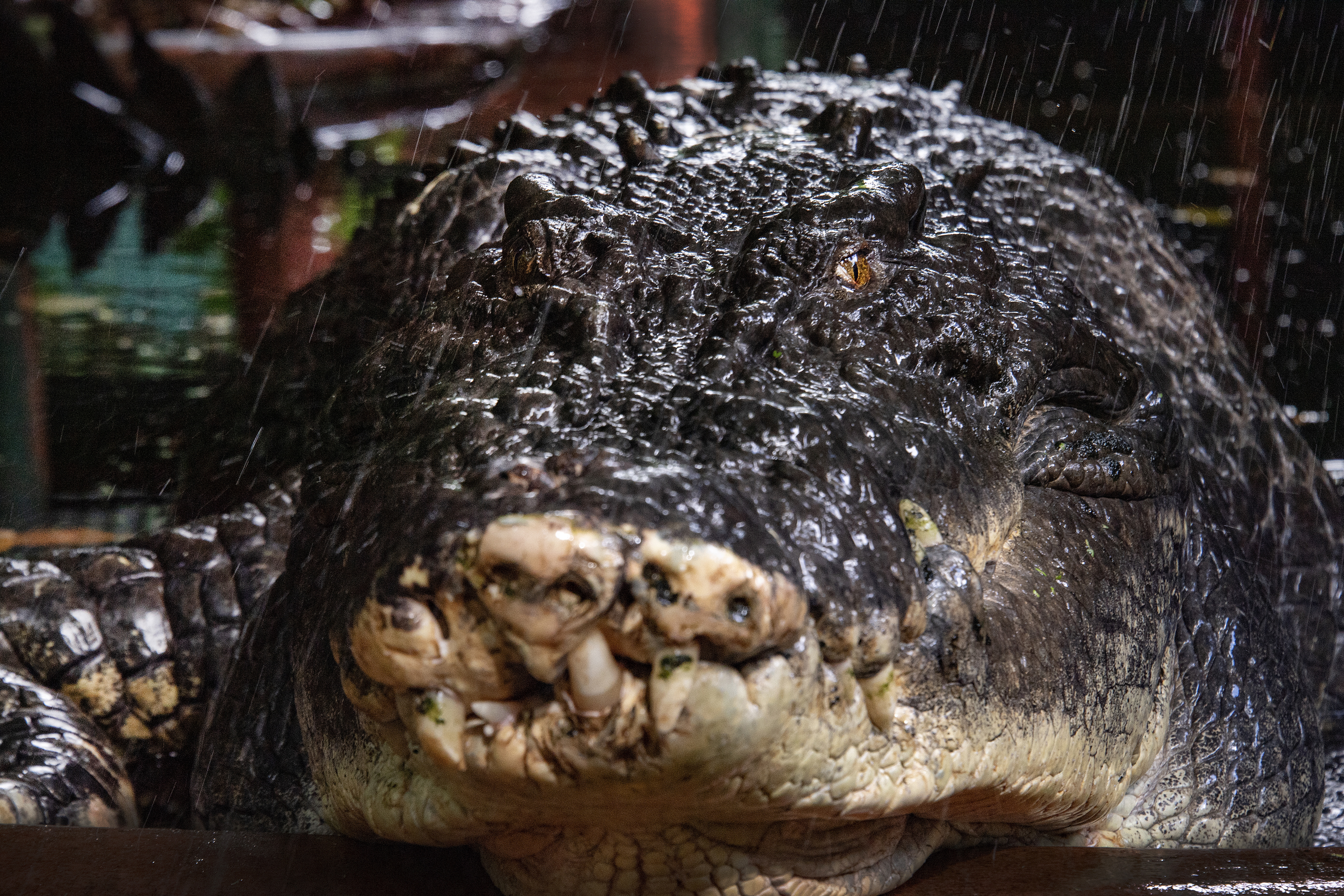 World's largest crocodile in captivity died