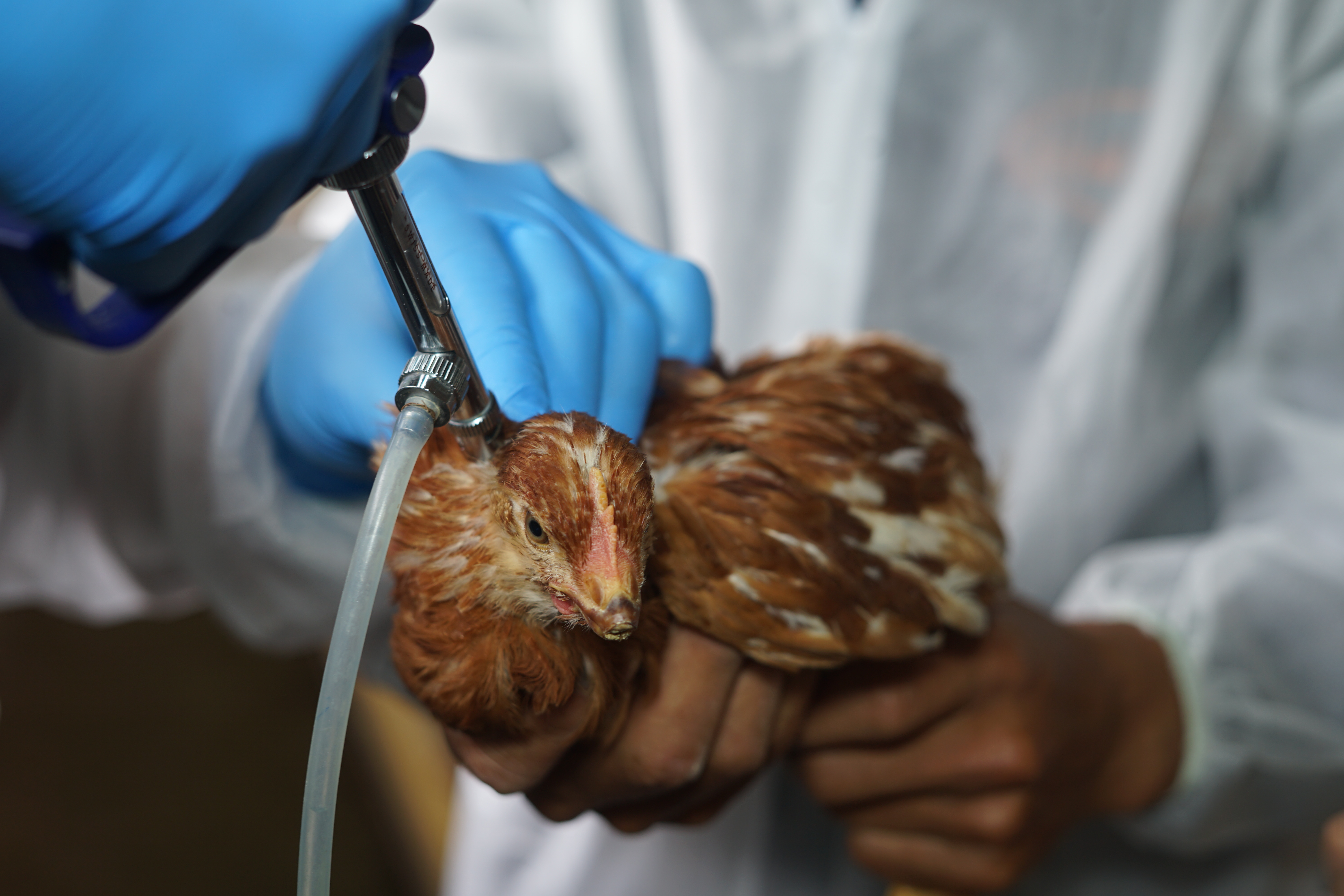 Bird flu detected in the Netherlands for the first time in 2024