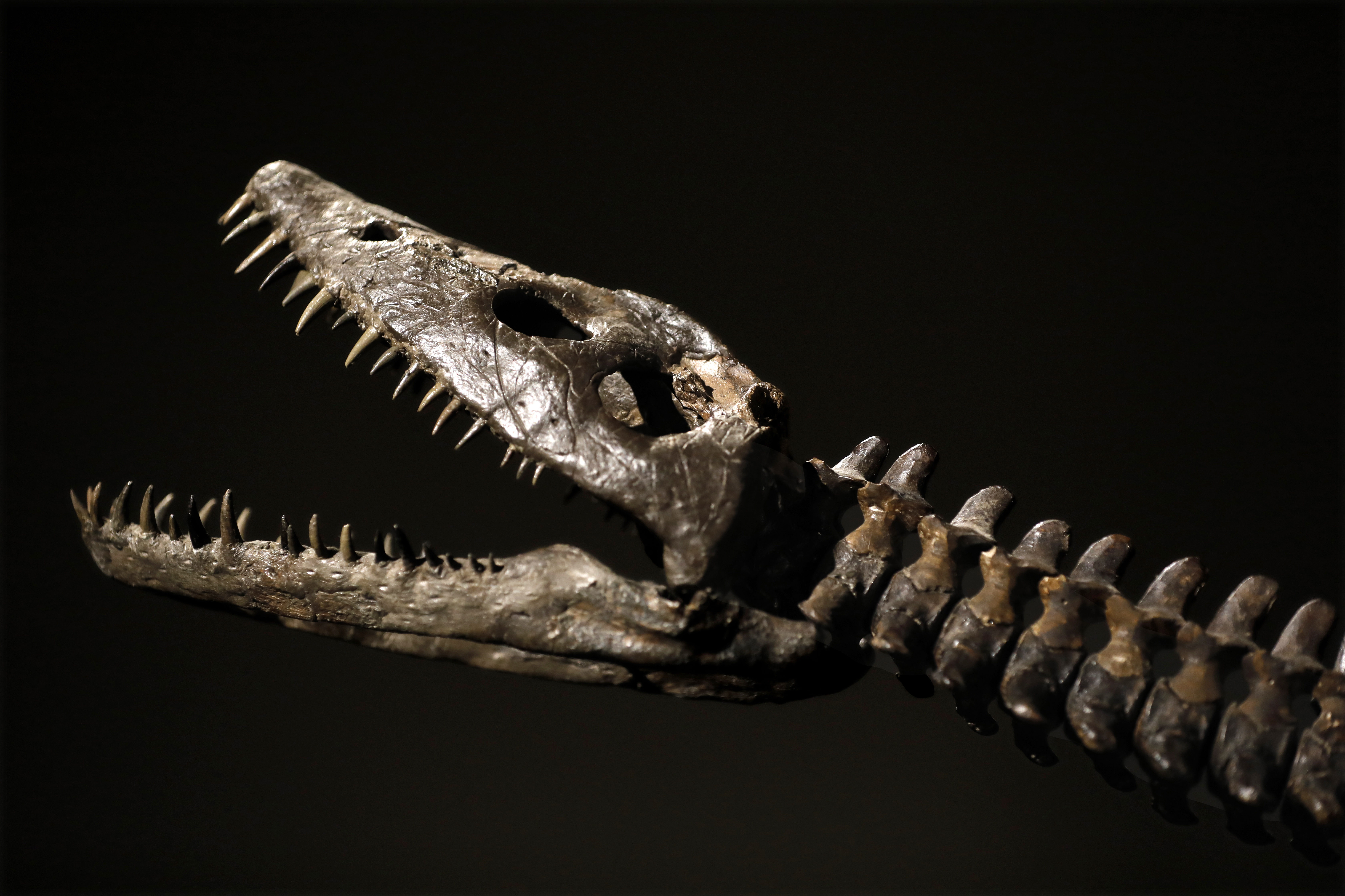 Scientists unveil incredible fossil of 12-million-year-old crocodile