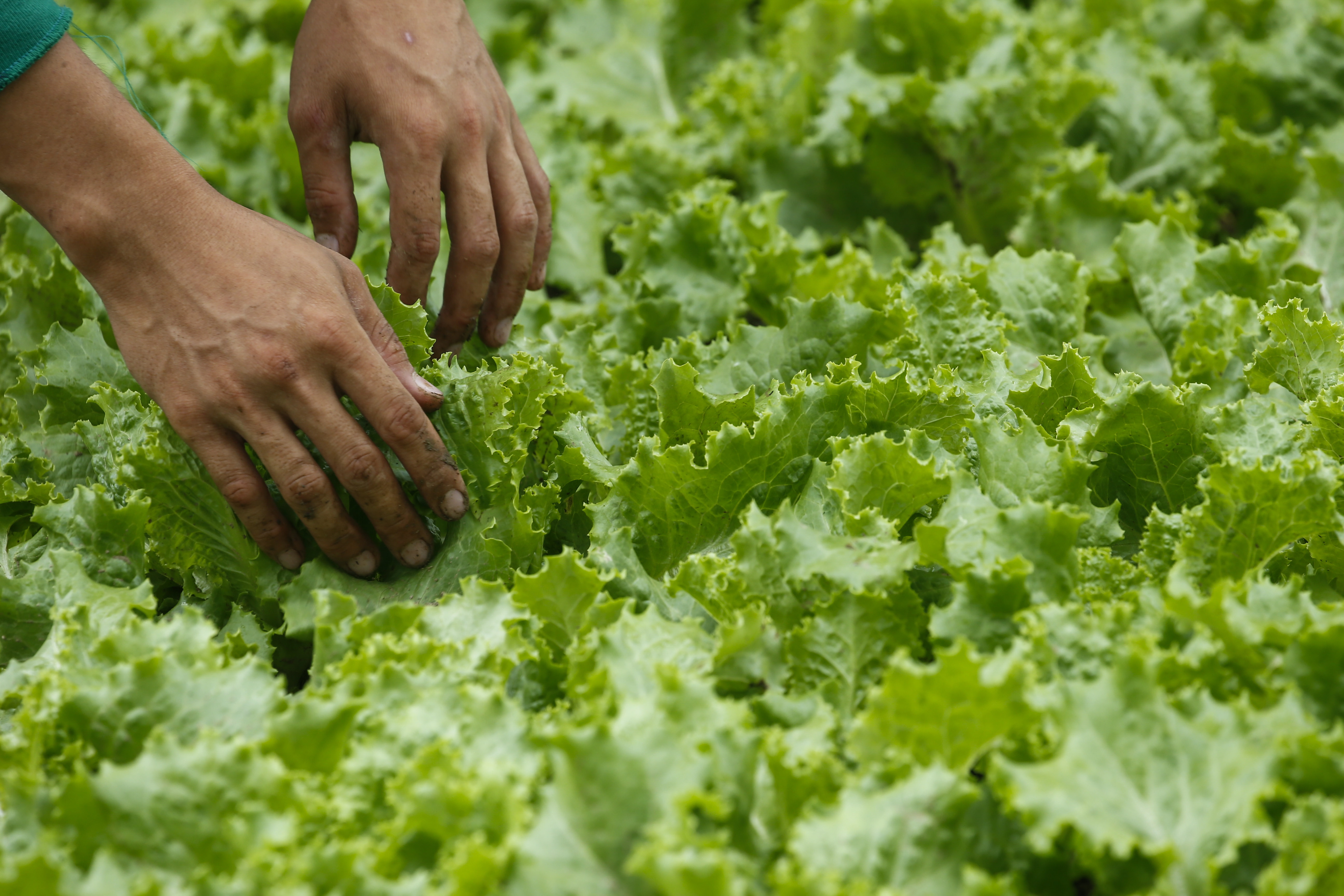 Experts recommend lettuce water for falling asleep faster