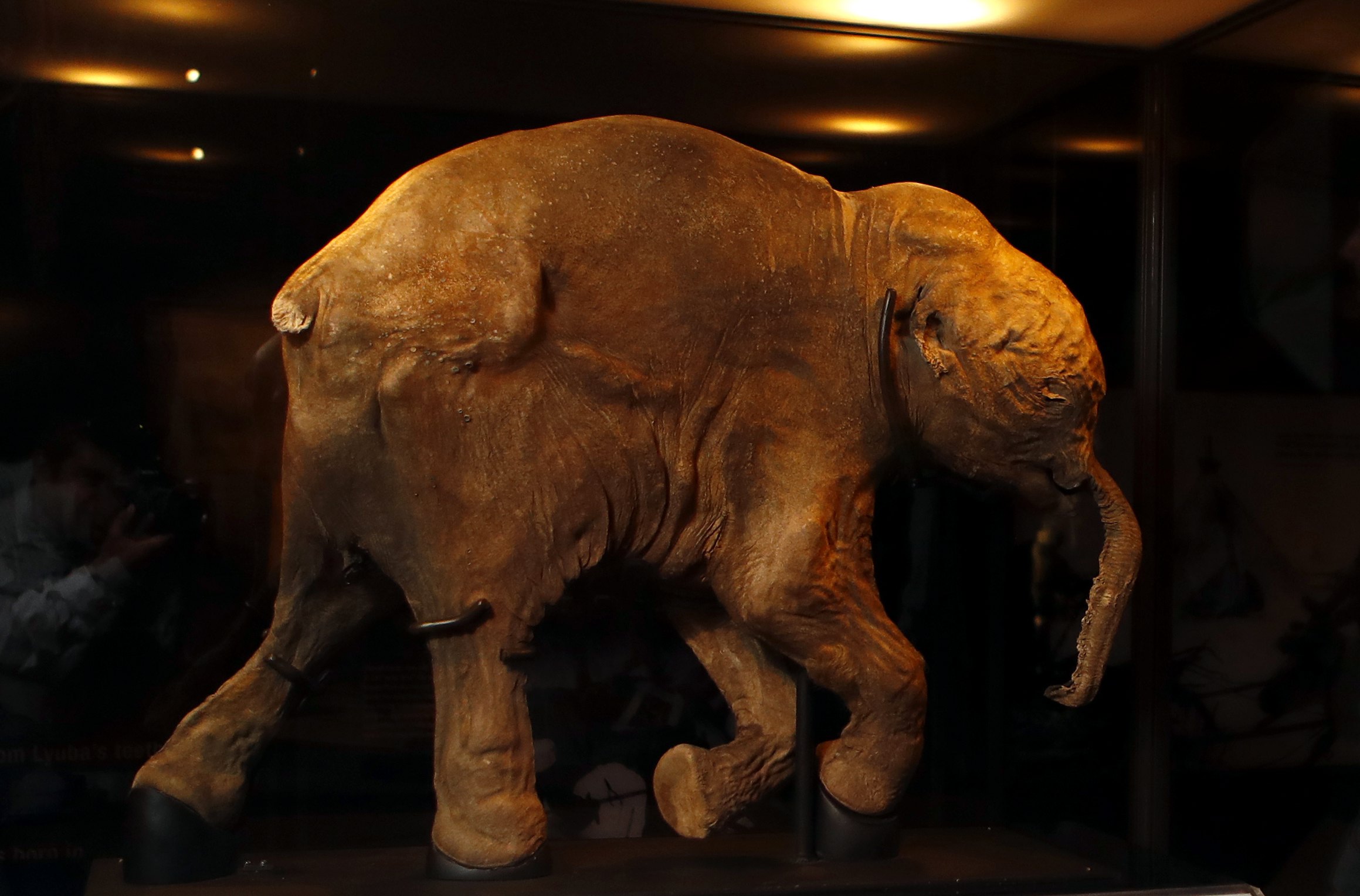 Extremely rare baby mammoth discovered in Siberia