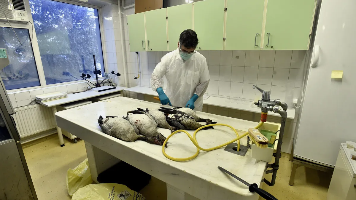 Bird flu virus mutates in Louisiana patient