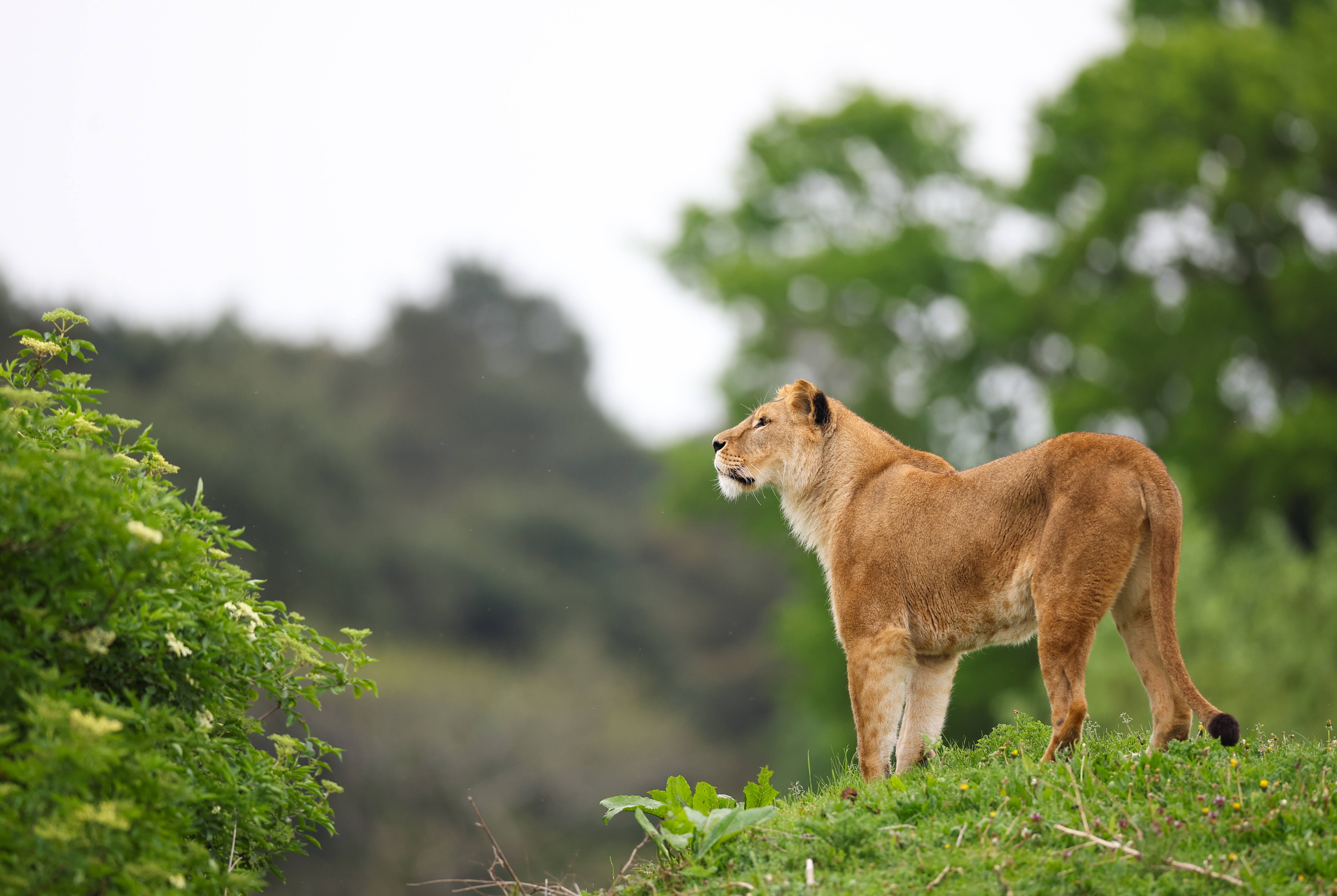 Seven-year-old boy survived 5 days in lion reserve