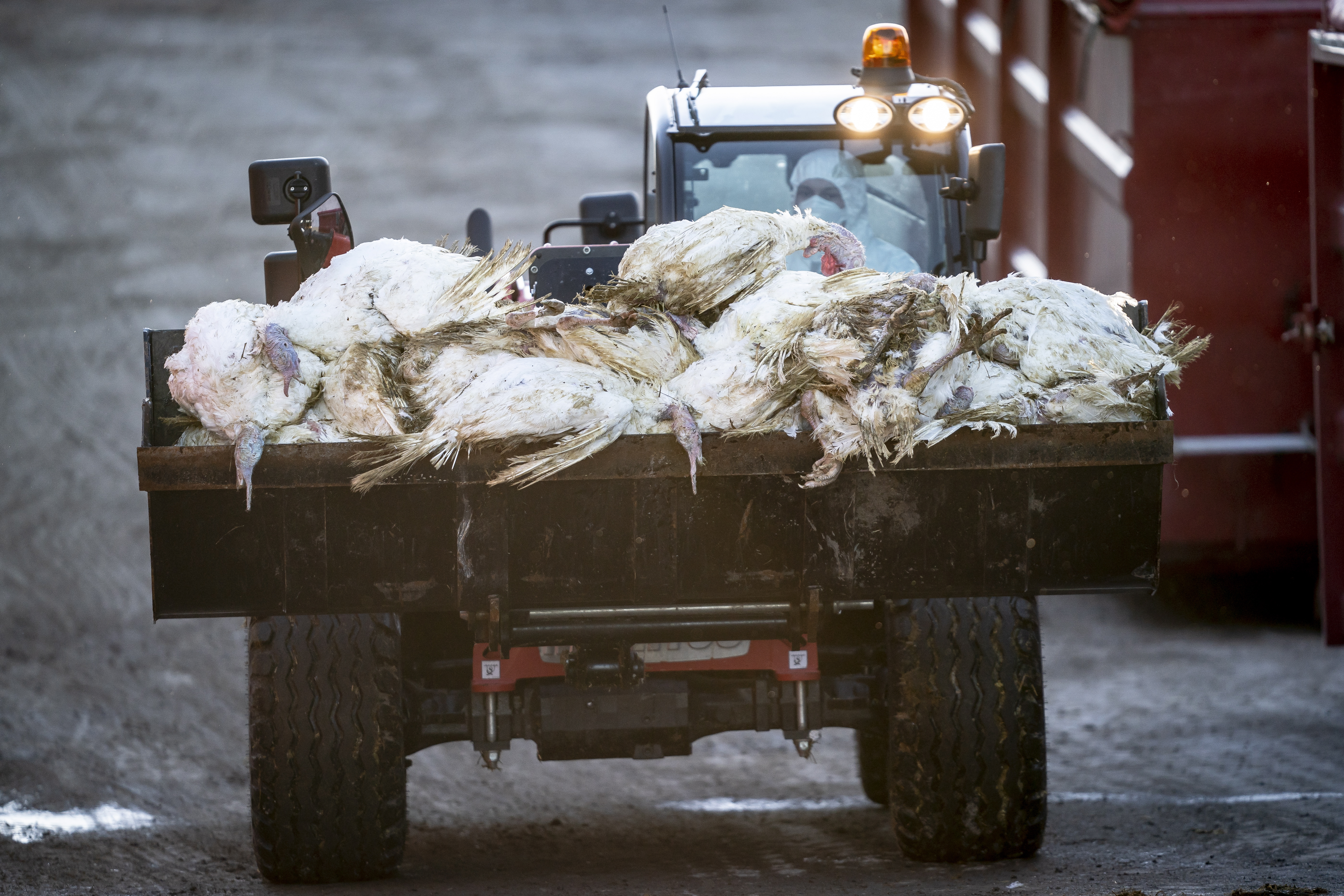 Bird flu epidemic hits farms in Japan