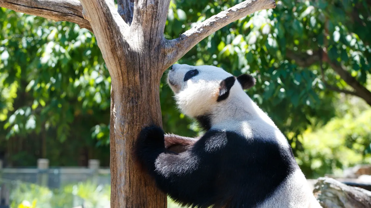 Pandas Bao Li and Qin Bao win the hearts of visitors at the Washington Zoo