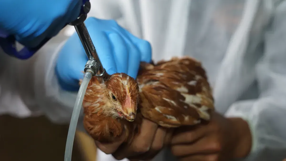 First case of infection with a dangerous strain of bird flu in the US