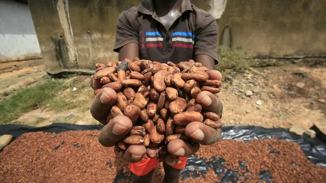 Scientists warn of serious climate threat to chocolate