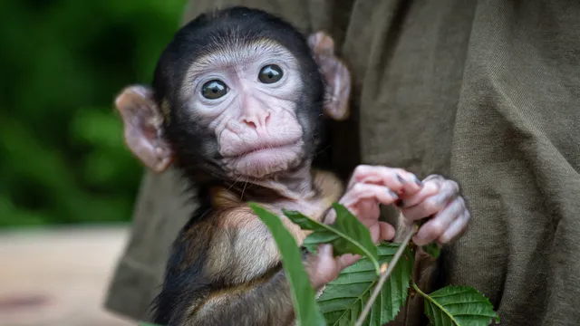 Critically endangered monkey born at zoo in England