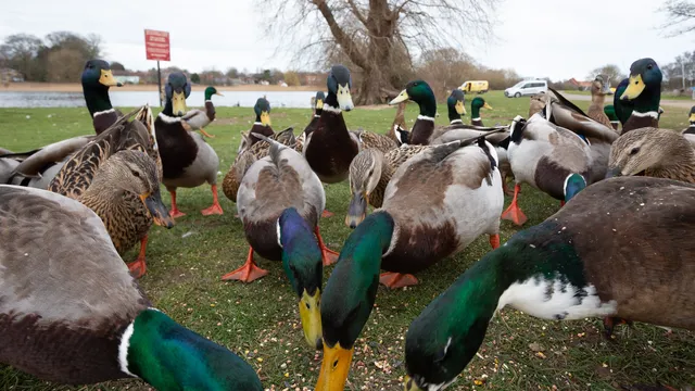 U.S. "accidentally" fires bird flu specialists, reinstates them