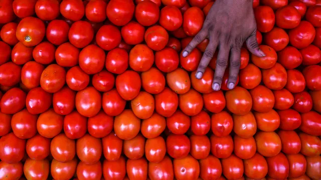 Are tomatoes poisonous to humans?