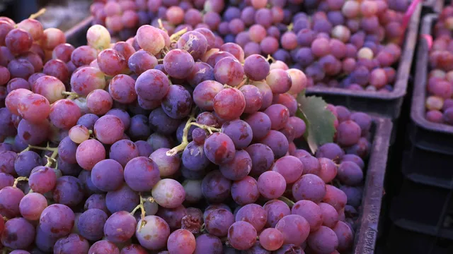 Consumption of grapes can improve muscle condition