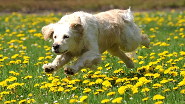 Dogs may have a preference for the color yellow