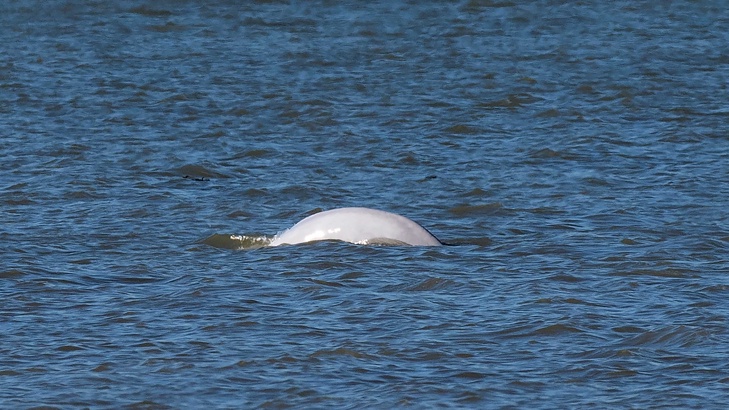Голямо изключение е кит белуга да бъде видян толкова далече  от местообитанието си.